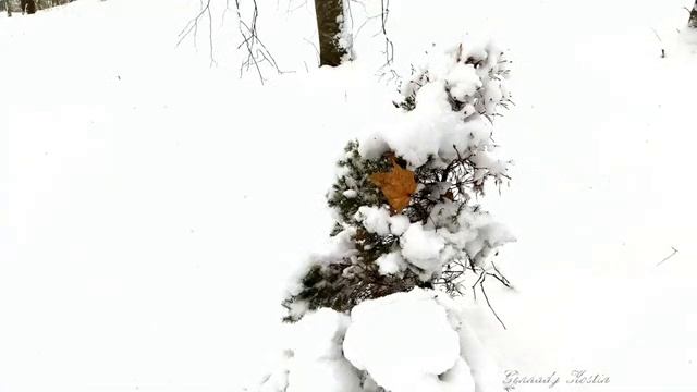 4K Зимнее настроение - Наталья Первина _ Winter mood - Natalia Pervina смотреть онлайн