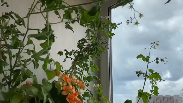 Пауниттый клещ) жизнь-борьба!)) смотреть онлайн