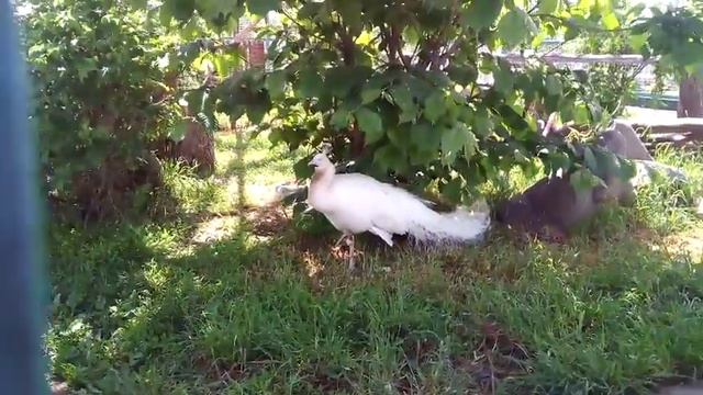 Моя поездка в Ижевск//зоопарк//Ижевск//2день//2часть смотреть онлайн