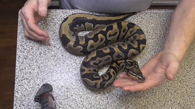 Two New Ball Python Genes the Carnivore and the Storm!!!! смотреть онлайн