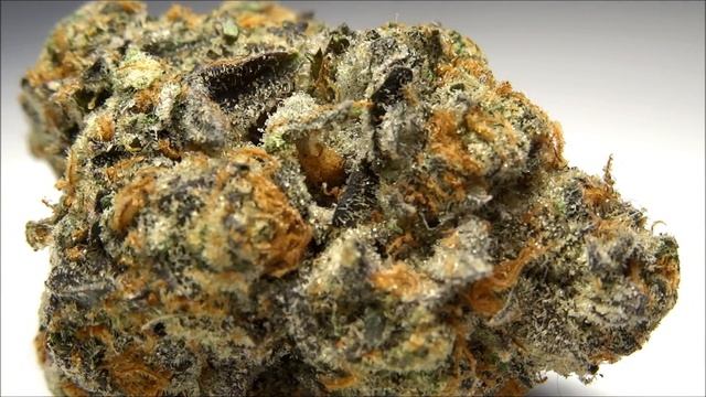 Forum Cut, Girl Scout Cookies from 24 Karat Collective in Toronto. Grown by OG Meds смотреть онлайн