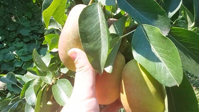 Обзор урожая груши "Красивая" смотреть онлайн