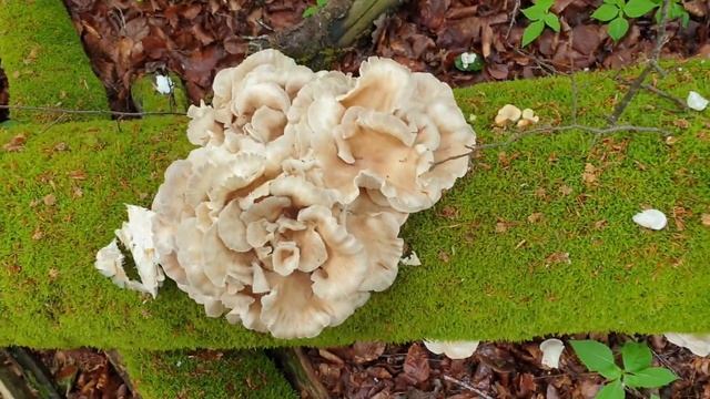 Трутовик серно-жёлтый и Вёшанка лёгочная. Приготовление грибов. Грибной шницель, грибы в кляре. смотреть онлайн