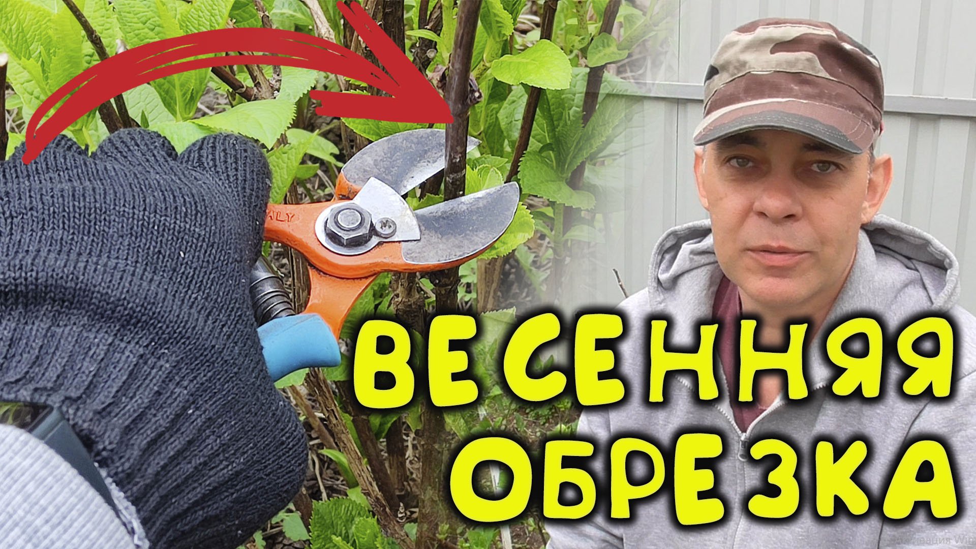 НЕ ОБРЕЗАЙТЕ ГОРТЕНЗИЮ КРУПНОЛИСТНУЮ, ПОКА НЕ ПОСМОТРИТЕ ЭТО ВИДЕО смотреть онлайн