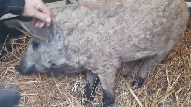 Венгерская мангалица мясо с характером смотреть онлайн