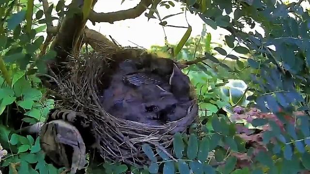 2021 June 14 Mama robin 4 eggs. Hatches: June 6/7/9, 2021. Ripley, Ontario CA AtHomeFriendlyTecGu смотреть онлайн