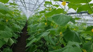 Самый ранний огурец Мадейра F1.