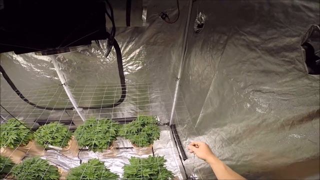 How to make a SCROG Best Way смотреть онлайн