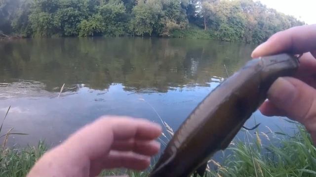 Крупная резина в деле, июльская щука её явно не страшится. смотреть онлайн