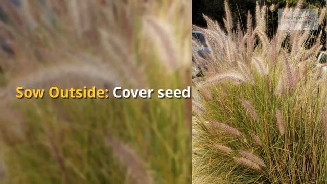 Pennisetum Growing Guide (Fountain Grass) By GardenersHQ