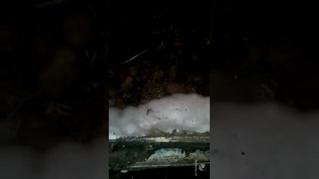 Как бороться с плесенью смотреть видео смотреть онлайн