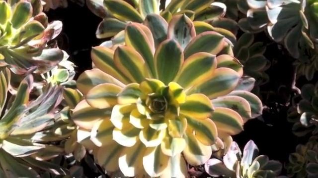 Aeonium 'Sunburst' Copper Pinwheel смотреть онлайн