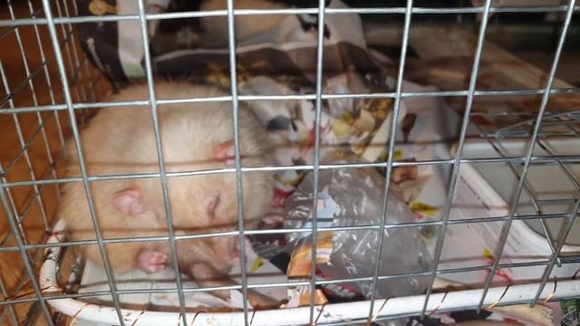 Крыс Сплинтер заболел, отпаиваю антибиотиком =( смотреть онлайн