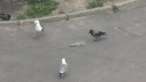 Чайка и Вороны бьются за вкусняшку