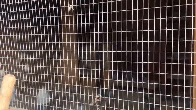 ГОЛУБЕВОДСТВО НА ЛУГАНЩИНЕ смотреть онлайн