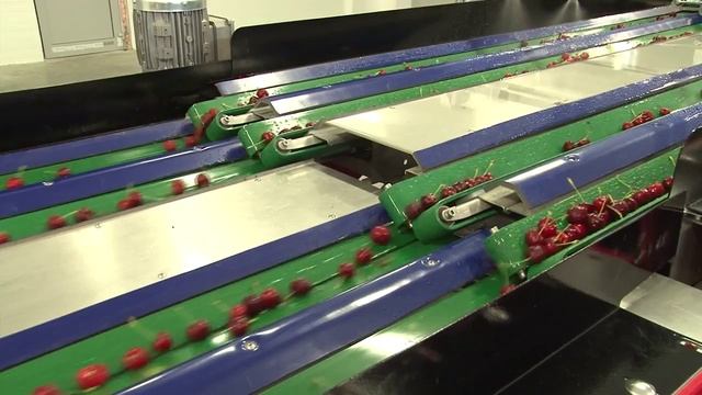 SORTER. Линия для сортировки черешни и вишни