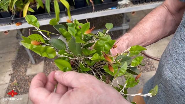 OrchidWeb - Restrepia trichoglossa
