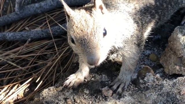 Калифорнийская Земляная Белка смотреть онлайн