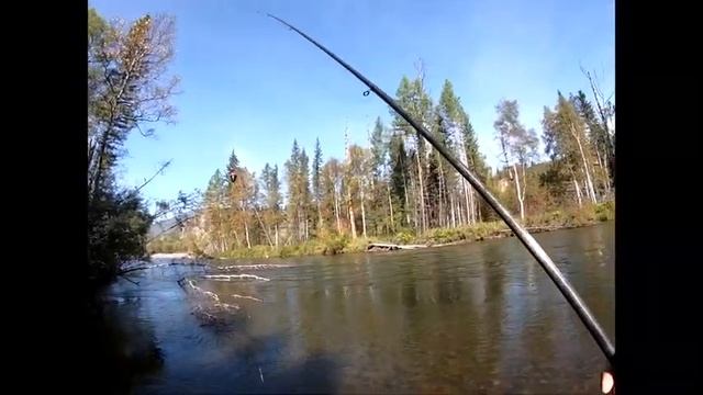 ХАРИУС ЛЕНОК Р БЕЛЫЙ ИЮС 01 09 2020г смотреть онлайн