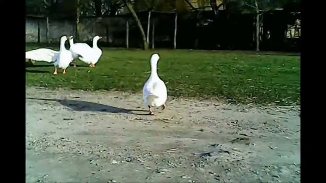 Hubsan X4 H107C first attempts смотреть онлайн