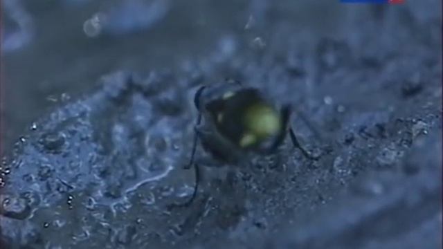 Удивительная жизнь пчёл и ос смотреть онлайн