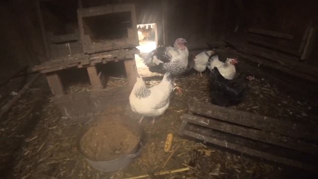 ВАЖЛИВО : Чи можна мити курячі яйця .?? Що робити, якщо яйця у гніздах брудні... смотреть онлайн