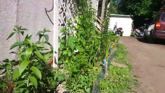 КЛУМБА В ИЮНЕ - смешанные посадки многолетних и однолетних цветов смотреть онлайн