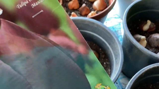 Посадка тюльпанов в горшки. Они украсят мой весенний сад. Какая красота!!!??? смотреть онлайн