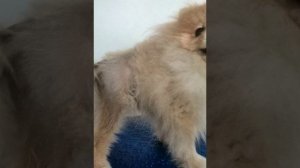 Груминг шпица, как стричь НЕЛЬЗЯ!!!