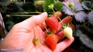 КЛУБНИКА ЗИМОЙ В ТЕПЛИЦЕ ПОД ФИТОСВЕТОМ/Супер результат!