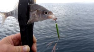 Окунь-смарида на пилькера 08.11.2017г