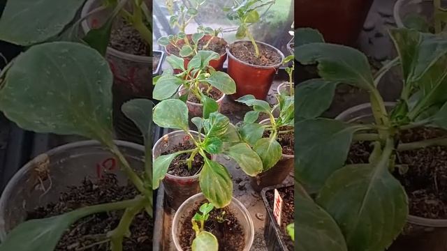 Плектрантус+?! Как сохранить зимой! смотреть онлайн