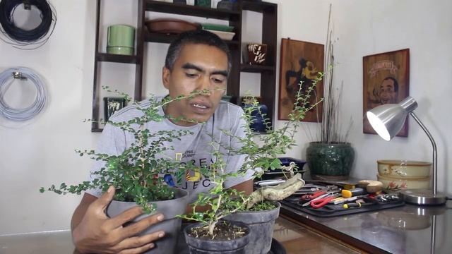 Mengenal Bahan Bonsai Sidogurih / Hokiantea Daun Mikro (Carmona Microphylla) смотреть онлайн