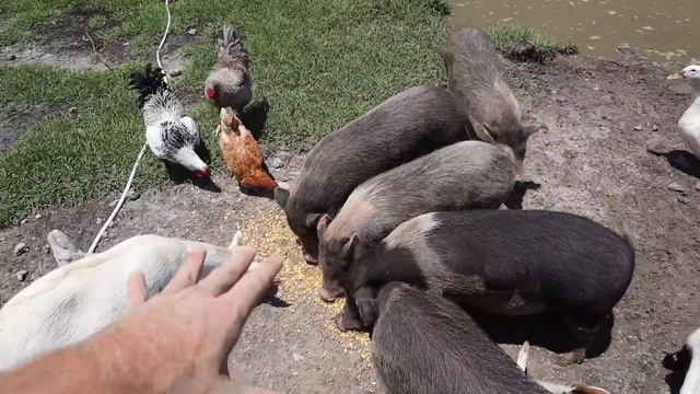 FEEDING ALL My FARM ANIMALS!!! смотреть онлайн