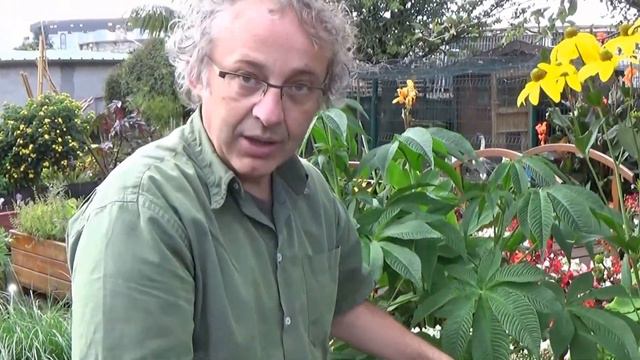 chaine tv de Jardinage: rudbeckia nitida: Comment faire la Taille et entretien: Plante vivace смотреть онлайн