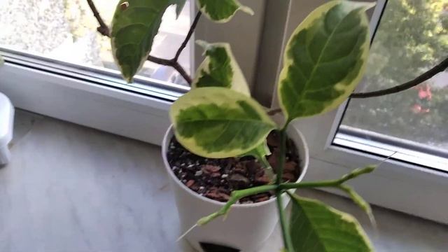 Tabernaemontana divaricata white margin leaf смотреть онлайн