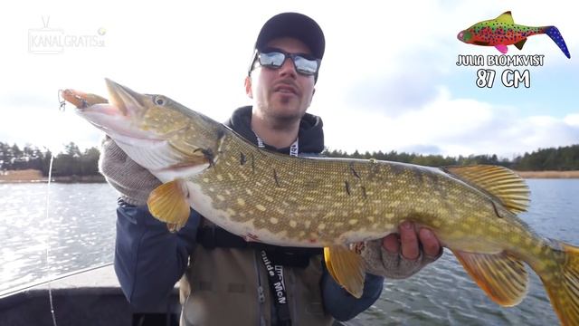 CAN WE CATCH WITH UGLY COLORS? (HOOLIGAN ROACH) | Team Galant смотреть онлайн