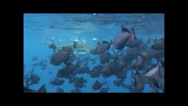 Bora Bora смотреть онлайн