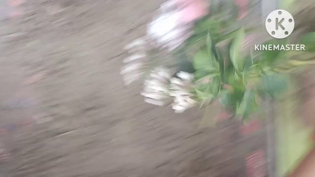 White and Pink Pentas potting আহক চাও কনমানি ফুলনি 🌿 смотреть онлайн