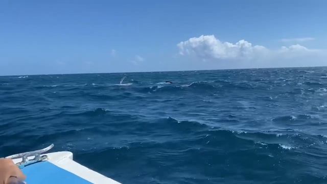 Доминикана. Киты в океане./ Whales. смотреть онлайн