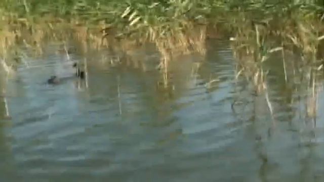 Лысухи смотреть онлайн