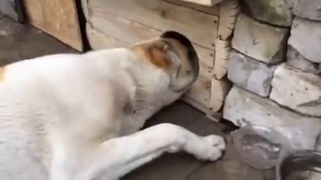 #Алабай#Alabai# купили щенка, а вырос медведь) Самое доброе домашнее животное! Каменское 03.03.2020 смотреть онлайн