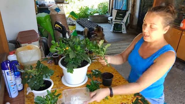 Размножение каланхоэ черенками. смотреть онлайн