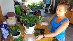 Размножение каланхоэ черенками.