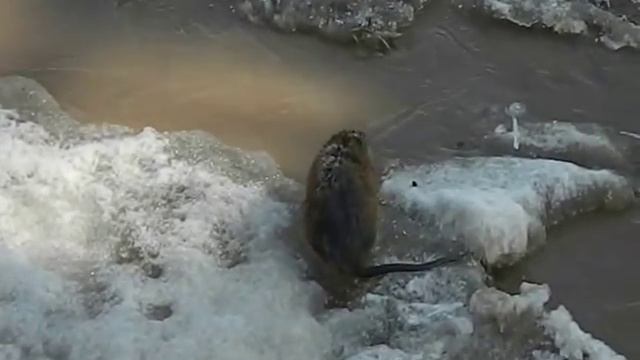 Ондатры посетили Беловку смотреть онлайн