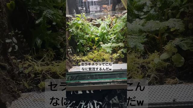 #セラギネラ  #園芸  #挿し木  #熱帯魚 #ウンベラータ  #釣り #観葉植物 #パルダリウム  #ポトス #ビカクシダ #水槽 #モンステラ #水草 #水草レイアウト #編み物 #plant