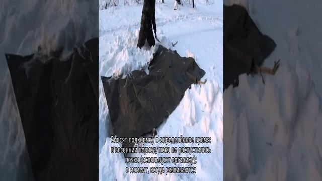 Гортензия Пинк Леди: описание сорта, посадка и уход смотреть онлайн