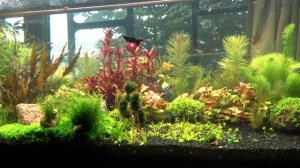 Азбука аквариумистики. Все об аквариуме и его содержании.