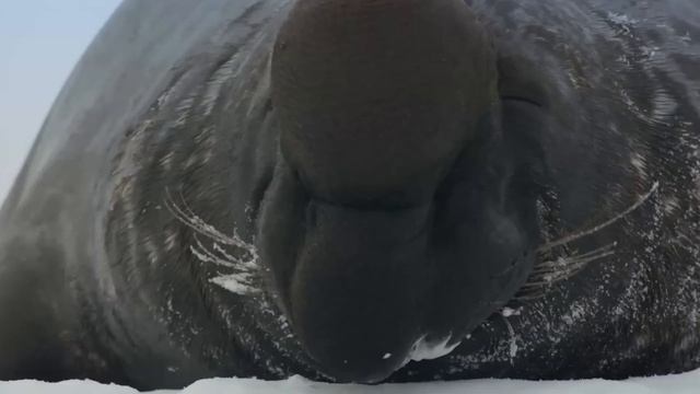 Тюлени - кто они такие? смотреть онлайн