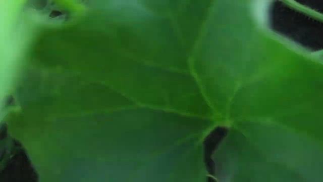 ✔Чилийская дыня Канталупа || Продолжение || РУССКОЕ ПОЛЕ || смотреть онлайн